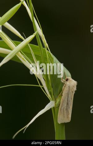 Wainscot commun (Mythimna pallens) adulte, reposant sur l'herbe, Sheffield, Yorkshire du Sud, Angleterre, Royaume-Uni Banque D'Images