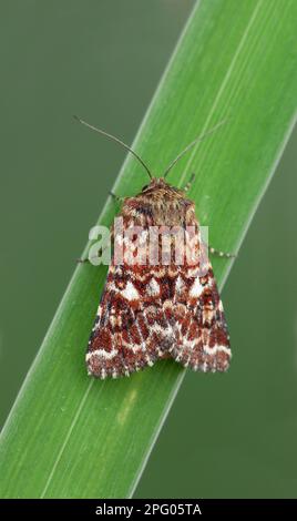 Hibou variégé de Heath, hibou variégé de Heath, insectes, papillons, Animaux, autres animaux, magnifique jaune sous-aile (Anuta myrtilli) adulte Banque D'Images