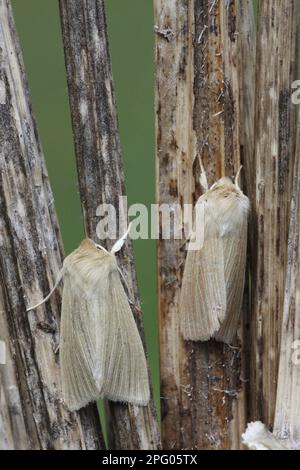 Aletia pallens, Wainscot commun (Mythimna pallens) adulte mâle et femelle, roosting sur tige de umbellifer sèche, Leicestershire, Angleterre, automne, insectes Banque D'Images