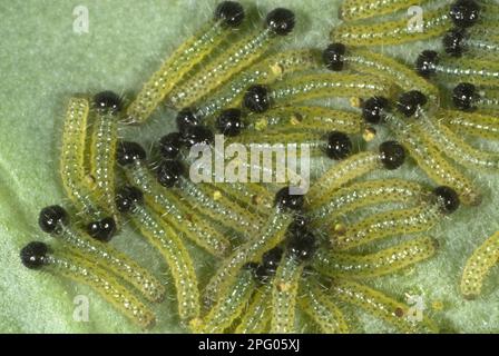 Gros papillon ou blanc de chou (Pieris brassicae), chenilles néonatales se nourrissant d'une feuille de chou Banque D'Images