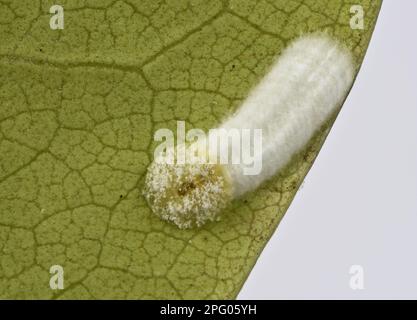 Insecte à écaille de coussin, Pulvinaria floccifera, pontant des œufs sur le dessous du jardin ornemental feuille de Rhododendron, Berkshire, Angleterre, Royaume-Uni Banque D'Images