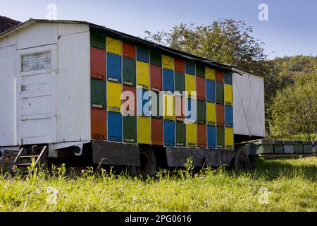 Apiculture, ruches mobiles sur remorque dans le vieux village saxon, Crit, Transylvanie, Roumanie Banque D'Images