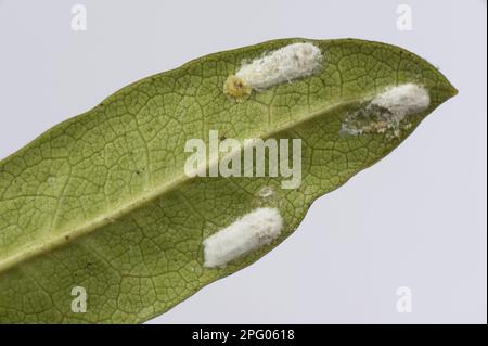 Insecte à écaille de coussin, Pulvinaria floccifera, pontant des œufs sur le dessous du jardin ornemental feuille de Rhododendron, Berkshire, Angleterre, Royaume-Uni Banque D'Images