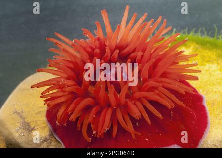 Anemone de Beadlet (Actinia equina), adulte, avec tentacules étirés, Cayton Bay, North Yorkshire, Angleterre, août (le sujet a été contrôlé dans le Banque D'Images