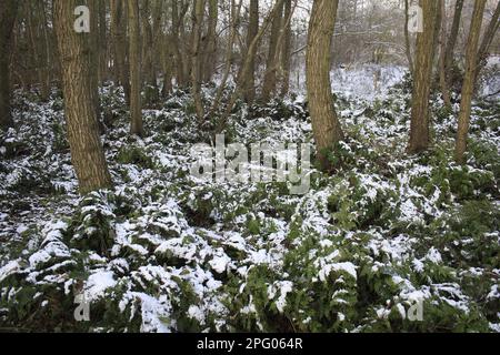 Bracken (Pteridium aquilinum) frondes enneigées, sous les tiges de l'aulne noir commun (Alnus glutinosa) dans un habitat boisé, en bordure de la vallée de la rivière Banque D'Images