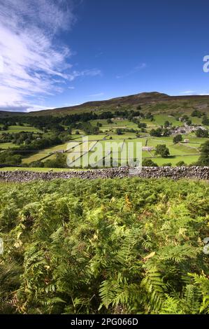 Frondes de Bracken (Pteridium aquilinum), poussant sur une colline, Healaugh au-dessous de Calver Fell, Swaledale, Yorkshire Dales, North Yorkshire, Angleterre, Unis Banque D'Images