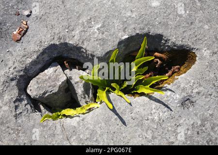 La langue de HART (Phyllitis scolopendrium) pousse d'un crevassé dans le pavé calcaire, Gait Barrows National nature Reserve, Cumbria, Angleterre Banque D'Images