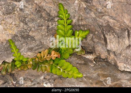 Epathe de mer poussant dans la crevasse côtière de roche, Dancing Ledge, île de Purbeck, Dorset, Angleterre, Royaume-Uni Banque D'Images