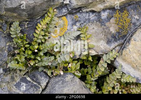 Spléenwort de mer (Asplenium marinum), fougères, Spléenwort de mer croissant sur les falaises de mer, le Burren, comté de Clare, Irlande, printemps Banque D'Images