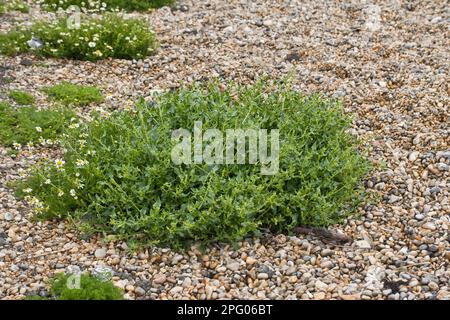 Betterave à sucre (Beta vulgaris subsp. Maritima) habit sur la plage de galets, Ringstead, Dorset, Angleterre, Royaume-Uni Banque D'Images