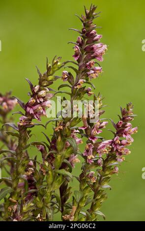 Fleurs de Bartsia rouge (Odontites verna), croissant sur des prairies humides, Dorset, Angleterre, Royaume-Uni Banque D'Images