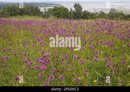 Betonica officinalis, chicorée rampante médicinale, Fleabane, Monkeyflower, Toothwort, Limpwort, Bétay pourpre (Stachys officinalis) floraison Banque D'Images