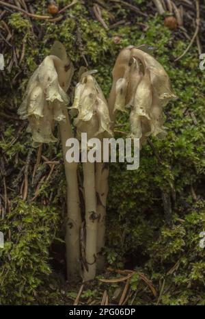 Nid d'oiseau jaune (Monotropha hypopitys) floraison, croissant dans des bois denses, Alpes italiennes, Italie Banque D'Images