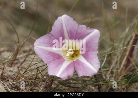 Bindaded de mer (Calystegia soldanella) gros plan de fleur, Burnham Overy, Norfolk, Angleterre, Royaume-Uni Banque D'Images