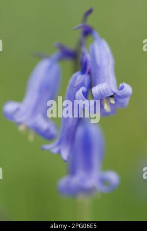 Jacinthe d'Endymion (jacinthus) non-scriptus, Scilla non-scripta non-scripta, bluebell de l'Atlantique (jacinthoides), bluebell anglais, famille des nénuphars Banque D'Images