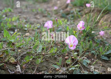 Floraison de l'herbe à poux (Convolvulus arvensis), en croissance dans l'ornière de pneus à la limite du champ arable, Suffolk, Angleterre, Royaume-Uni Banque D'Images