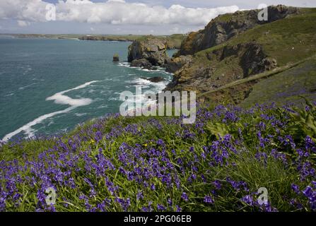 Jacinthe d'Endymion (jacinthus) non-scriptus, Scilla non-scripta non-scripta, bluebell de l'Atlantique (jacinthoides), bluebell anglais, famille des nénuphars Banque D'Images