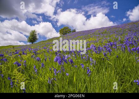 Bluebell (Endymion non-scriptus) masse de floraison, croissant sur pente en habitat ouvert, Whitewell, Forêt de Bowland, Lancashire, Angleterre, Royaume-Uni Banque D'Images