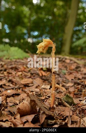 Pic à fleurs du nid d'oiseau jaune (Monotropha hypopitys), croissant à travers la litière de feuilles, Oxfordshire, Angleterre, Royaume-Uni Banque D'Images