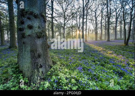 Jacinthe d'Endymion (jacinthus) non-scriptus, Scilla non-scripta non-scripta, bluebell de l'Atlantique (jacinthoides), bluebell anglais, famille des nénuphars Banque D'Images