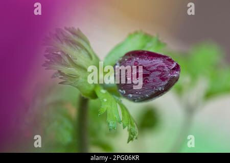 Anemone coquelicot (Anemone coronaria) gros plan d'un bourgeon floral, dans le jardin Banque D'Images