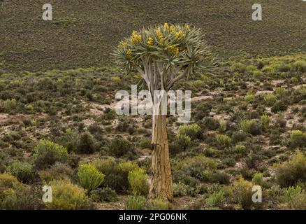 Kopurboom (Aloe dichotoma) habit, floraison dans un habitat désertique, Namaqua N. P. Namaqualand, Afrique du Sud Banque D'Images