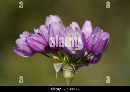 Ail rose rosé (Allium roseum) gros plan de fleurs, montagne de la Clape, Aude, Languedoc-Roussillon, France Banque D'Images