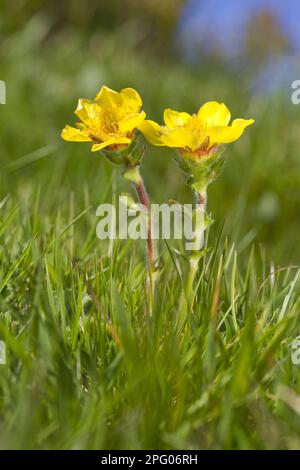 Plantes pyrénéennes (Geum pyrenaicum) floraison, culture dans les prairies, col de Pailheres, Ariège Pyrénées, midi-Pyrénées, France Banque D'Images