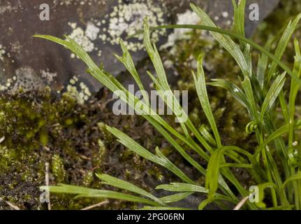 Fougères rayées du nord, spléenmoût fourré (Asplenium septentrionale), Ferns, feuilles de spléenmotte forkées, croissant sur roche acide, Pyrénées espagnoles, Espagne Banque D'Images