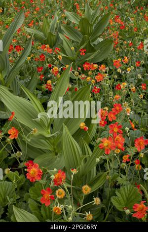 Scarlet écarlate avens (Geum coccineum) masse de fleurs croissant dans le champ avec blanc Faux blanc fausse helleborne (album de Veratrum), Rhodope Mountains Banque D'Images