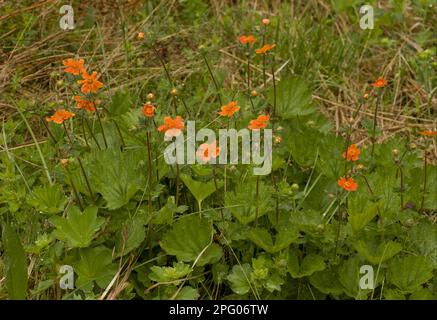 Écarlate d'écarlate (Geum coccineum) en fleur, montagnes de Pirin, Bulgarie Banque D'Images