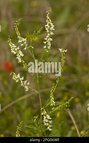 Melilot blanc à fleurs (Melilotus alba), culture sur les terres agricoles, réserve naturelle de Ranscombe Farm, Kent, Angleterre, Royaume-Uni Banque D'Images