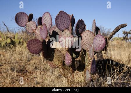 Engelmann Hedgehog Cactus (Echinocereus engelmannii) habitude, Arizona (U.) S. A. hiver Banque D'Images