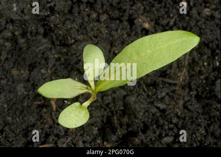 Polygonum vulgaris, Knotweed, Redshank, Polygonum maculosa, cotylédons de plantules avec première feuille vraie Banque D'Images