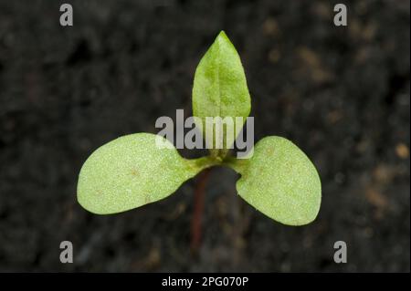 Polygonum vulgaris, Knotweed, Redshank, Polygonum maculosa, cotylédons de plantules avec première feuille vraie Banque D'Images