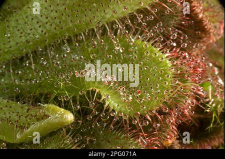 Feuilles insectivores et poils de feuilles collants d'un hilacé (Drosera) aliciae Banque D'Images