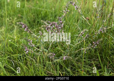 Bartsia rouge, Odontites vernus, plante à fleurs dans un ancien pâturage, Berkshire, Angleterre, Royaume-Uni Banque D'Images