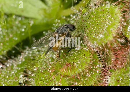 Une mouche attrapée sur les poils collants d'un sandew (Drosera) aliciae, une plante carnivereuse de tourbières et de marais Banque D'Images