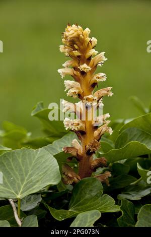 Ivy Broomcolza (Orobanche hederae) floraison parasite sur l'ivie, Picos de Europa, Cantabrian Mountains, Espagne Banque D'Images