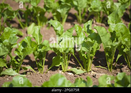 Culture de betterave à sucre (Beta vulgaris), jeunes plantes en champ, Lincolnshire, Angleterre, Royaume-Uni Banque D'Images