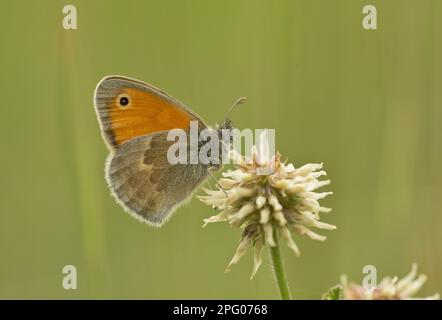 Petite lande (Coenonympha pamphilus) adulte, reposant sur la fleur de Clover blanc (Trifolium repens), Alpes, France Banque D'Images