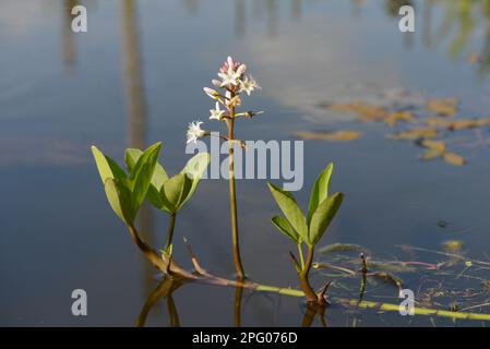 Fleurs de bogbean (Menyanthes trifoliata), croissant dans un étang, Oxfordshire, Angleterre, Royaume-Uni Banque D'Images