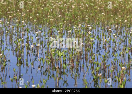 Floraison de bogbean (Menyanthes trifoliata), croissance en masse dans le bassin de tourbières des hautes terres, Ceredigion, pays de Galles, Royaume-Uni Banque D'Images