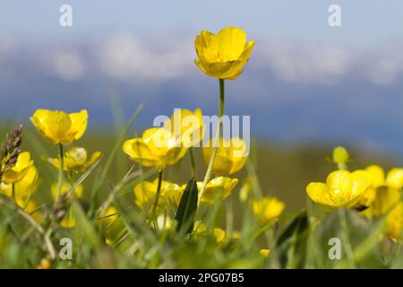 Fleurs de la buttercup de montagne (Ranunculus montanus), croissant en alpage, col de Pailhères, Pyrénées Ariege, midi-Pyrénées, France Banque D'Images