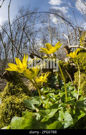 Floraison de célandine moindre (Ranunculus ficaria), croissant sur la souche de châtaigne (Castanea sativa) dans les bois, Kent, Angleterre, Royaume-Uni Banque D'Images