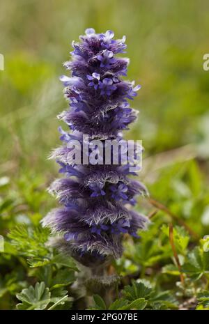 Fleurs de Bugle pyramidal (Ajuga pyramidalis), croissant dans les hautes alpages, montagnes Pontiques, Anatolie, Turquie Banque D'Images