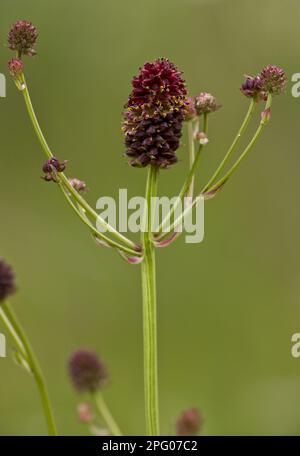 Grand Burnett (Sanguisorba officinalis) floraison, croissant dans un pré humide de foin, Suisse Banque D'Images