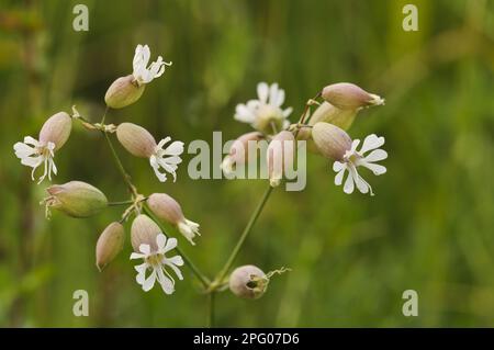 Campion de vessie (Silene vulgaris) gros plan de fleurs avec calices gonflées, Ivinghoe Beacon, Chiltern Hills, Buckinghamshire, Angleterre, Royaume-Uni Banque D'Images