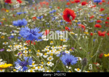 Graines de maïs (Centaurea cyanus) Mayweed sans centre (Tripleurospermum inodorum) et coquelicot (Papaver rhoeas), en croissance au champ Banque D'Images