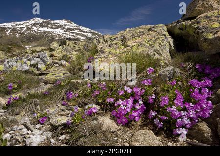 Primrose poilue (Primula hirsuta) floraison, croissance dans l'habitat de montagne, col de la Bernina, Alpes suisses, Suisse Banque D'Images